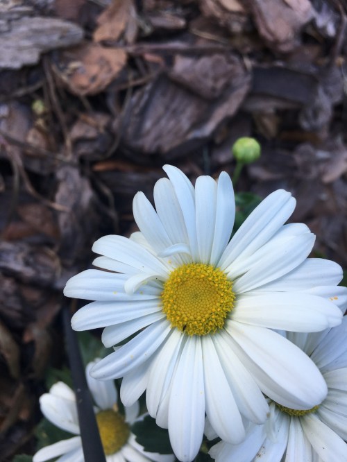 DD57BEA7-60DA-413F-8C27-421A86CC45CD